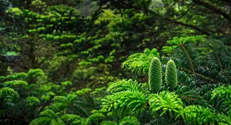 森林還是那片森林，全國(guó)首個(gè)森林碳匯管理局讓它變得不一樣了