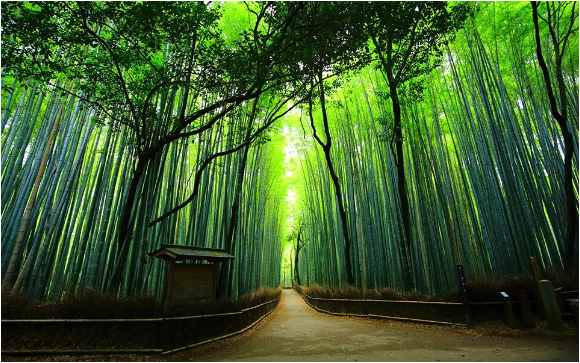 安吉縣人民政府關(guān)于加快推動安吉縣竹產(chǎn)業(yè)振興發(fā)展的實(shí)施意見